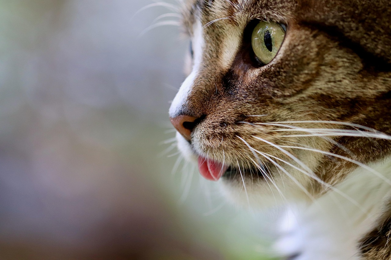 cat, nature, cat tongue, cat eyes, mackerel, domestic animal, tabby, gray tabby cat, gray cat, pet, domestic cat, portrait, cat portrait, cat profile, the world of animals, mammal, animal