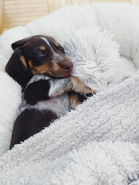 Charming dachshund puppy sleeping soundly in a fluffy dog bed, showcasing pure bliss and comfort.