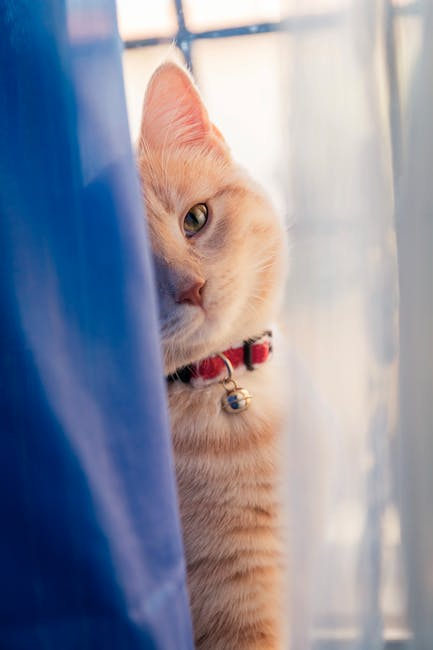 A playful tabby cat with a collar peers out from behind blue curtains, exuding curiosity.