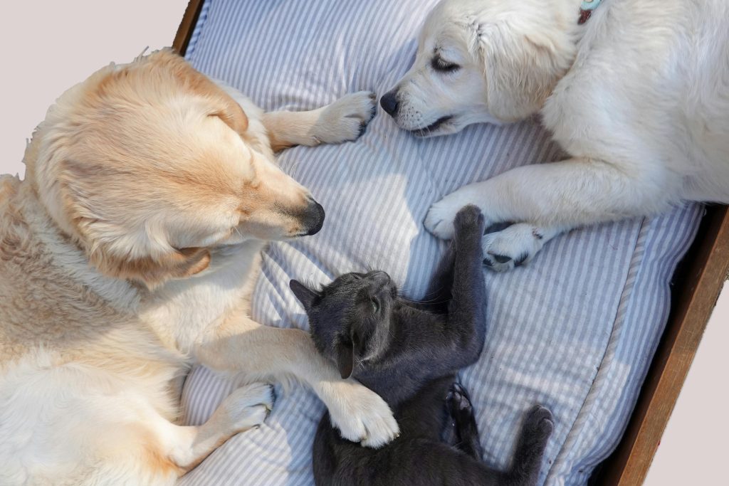 Adorable golden retrievers and a cat comfortably lounging on a bed, exuding tranquility.